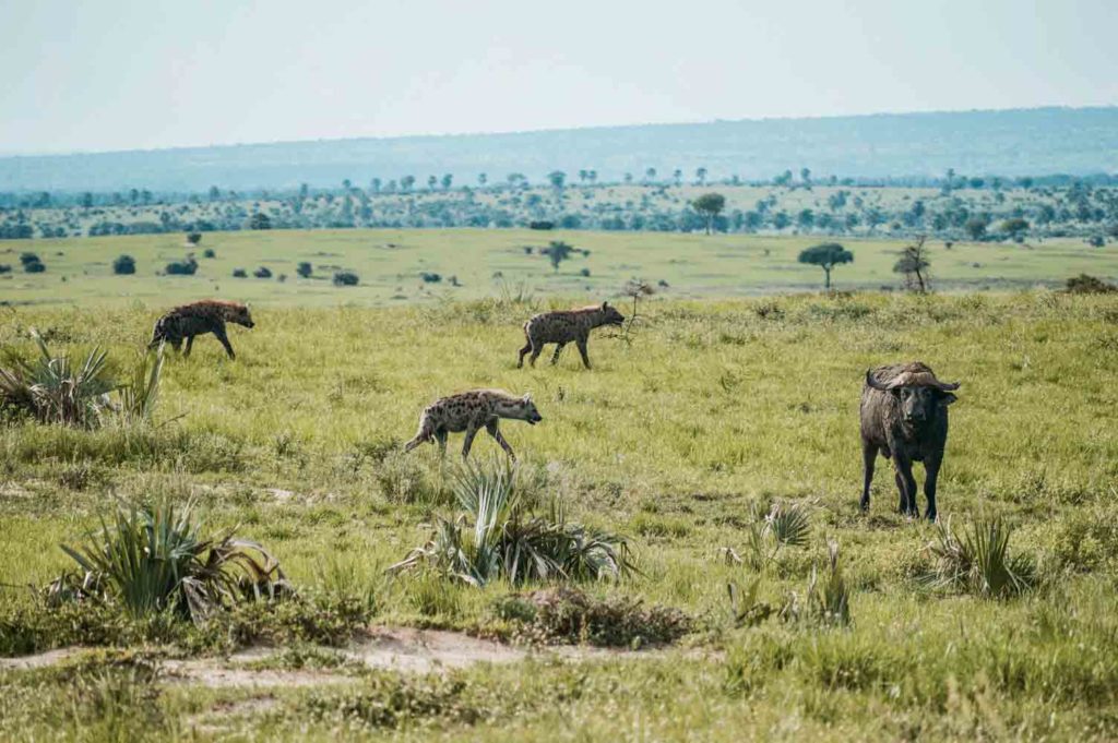 hyena-hunt-their-prey