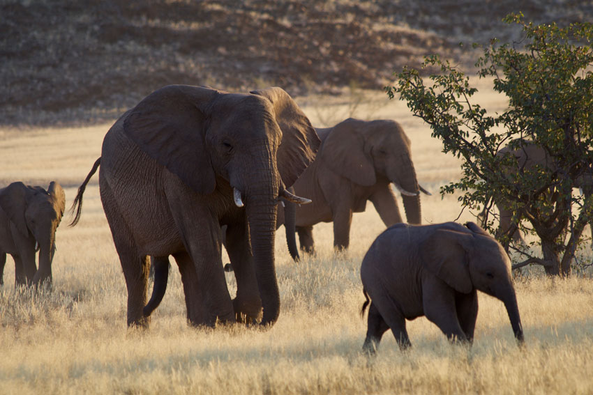 How Elephants Protect Each Other from Wild Predators