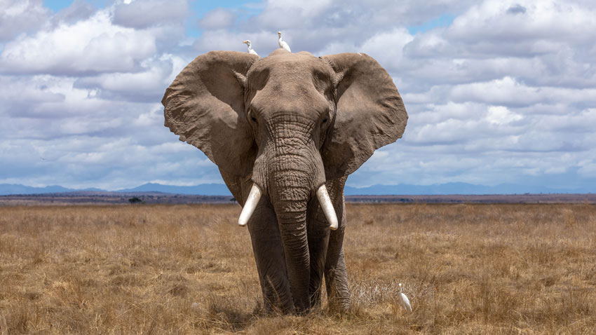 Why Do Elephants Have Tusks? - Taman Safari Bali