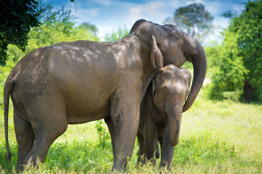 elephants empathy