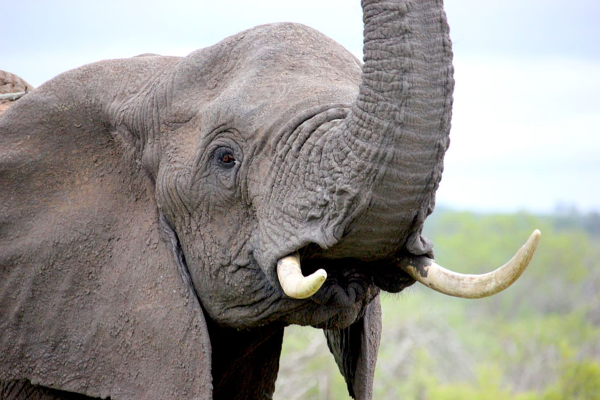 Folklore  How the Elephant got his Tusks