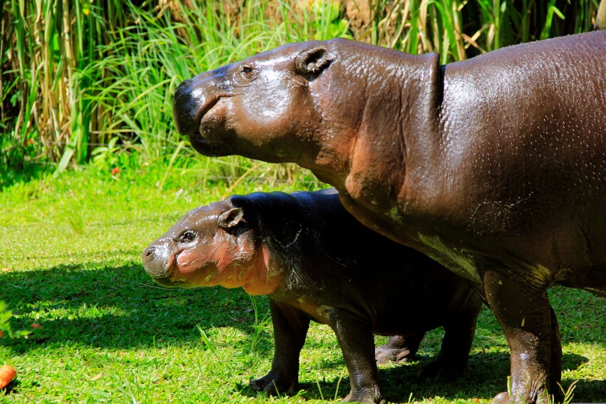 Hippo baby in Bali Safari Park