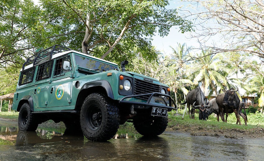 Things to do in Bali Safari Park as a family - Bali Safari Marine Park