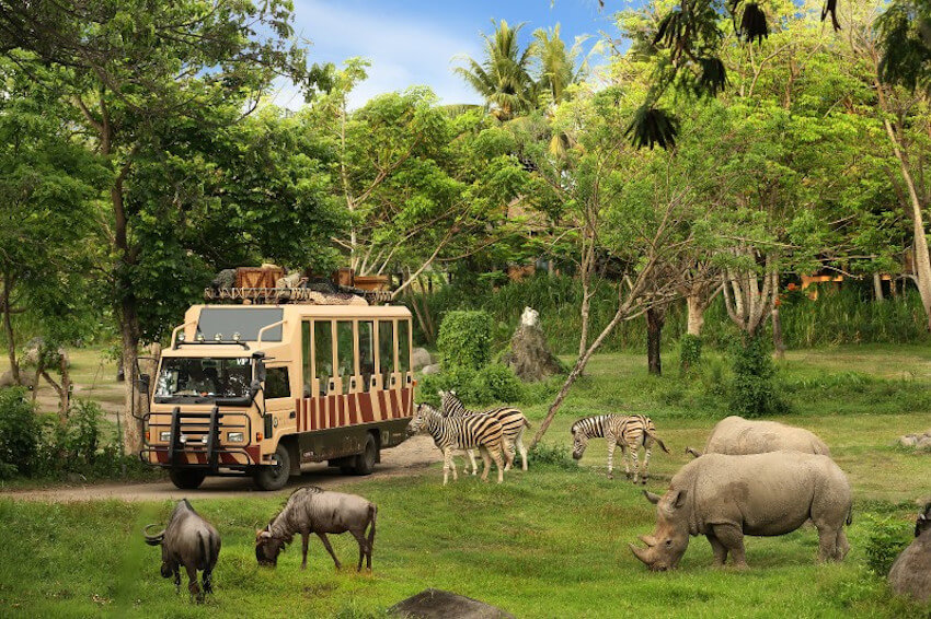 Safari Journey in Bali Safari Park
