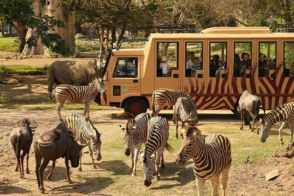 Safari Journey