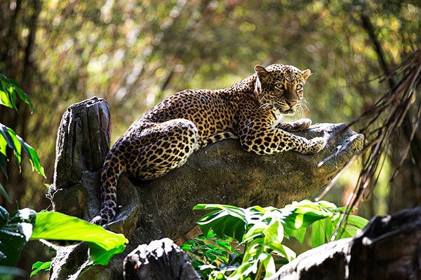 Jaguar at Bali safari