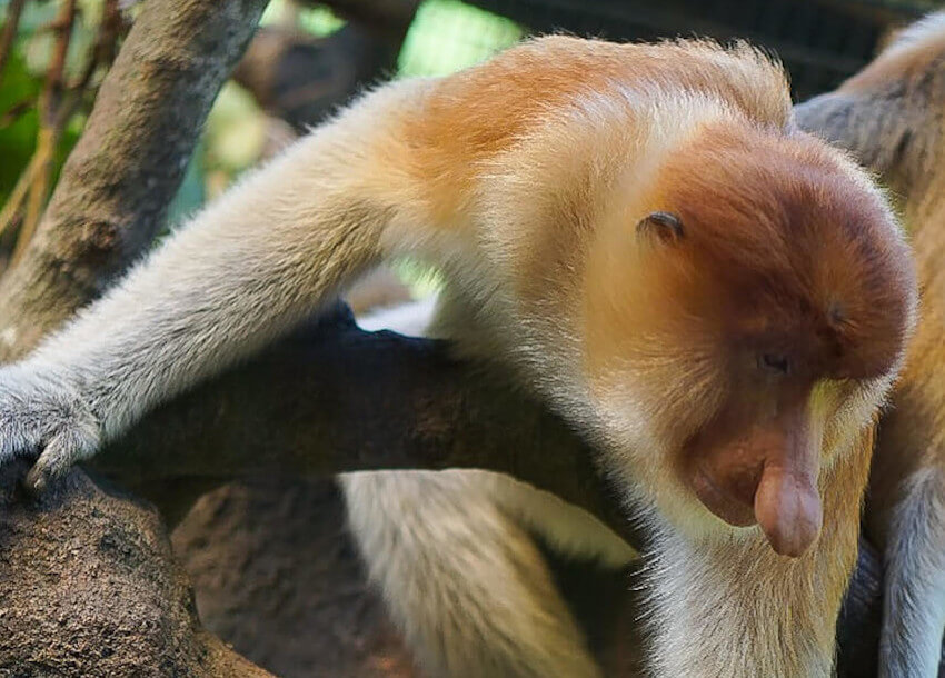 Proboscis Monkeys  New England Primate Conservancy