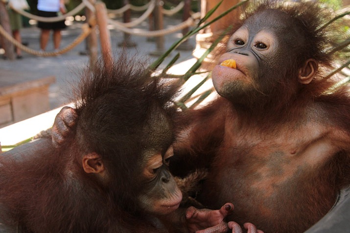 Mandrill, The Largest Monkey of Africa - Taman Safari Bali