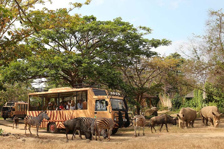 Bali Safari Park Zebras & Rhino