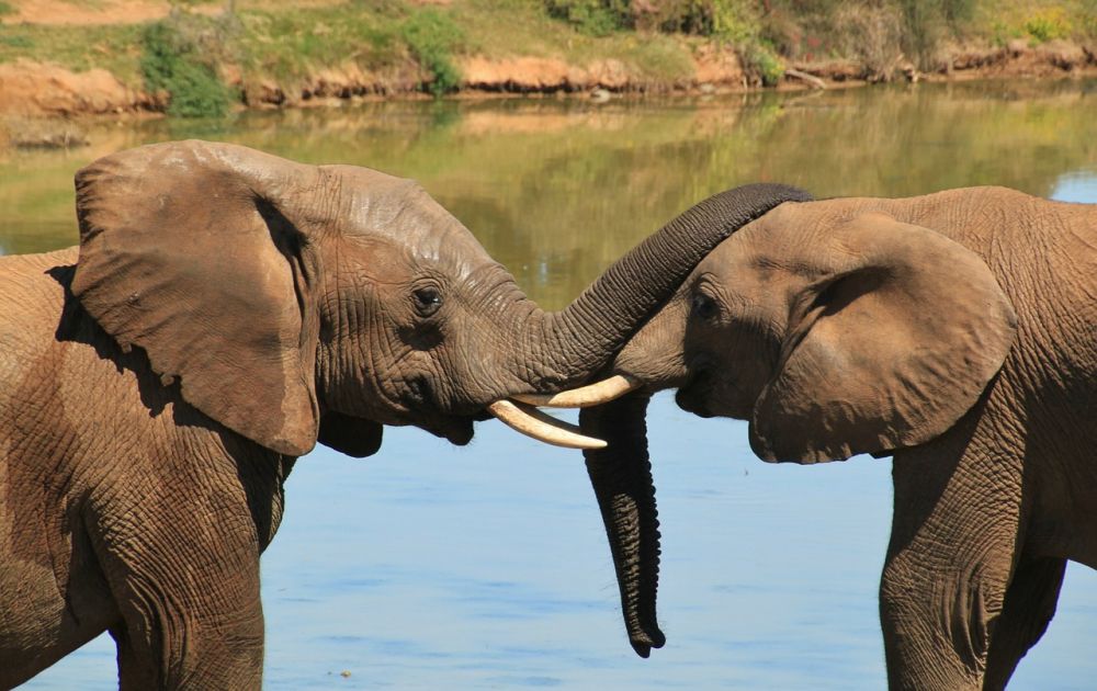 Top 3 Enormous Animal on The Land! - Bali Safari Marine Park Top 3 Enormous Animal on The Land! - Bali Safari Marine Park