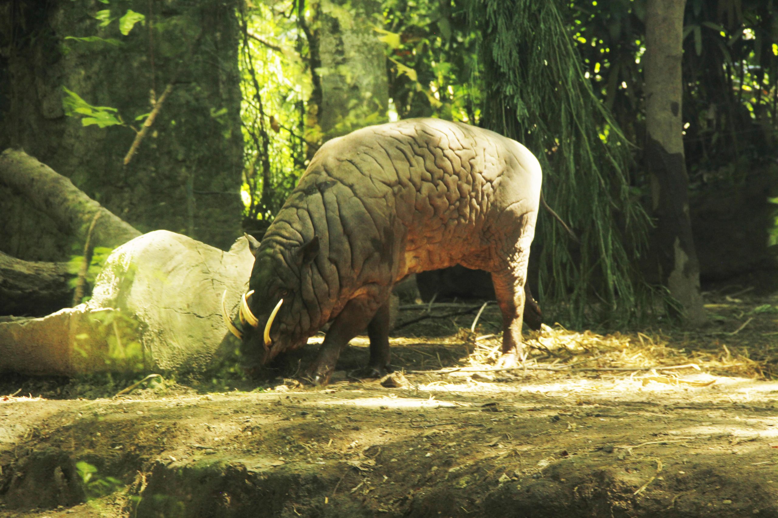 Let's Meet the Pig-Deer Family! - Bali Safari Marine Park