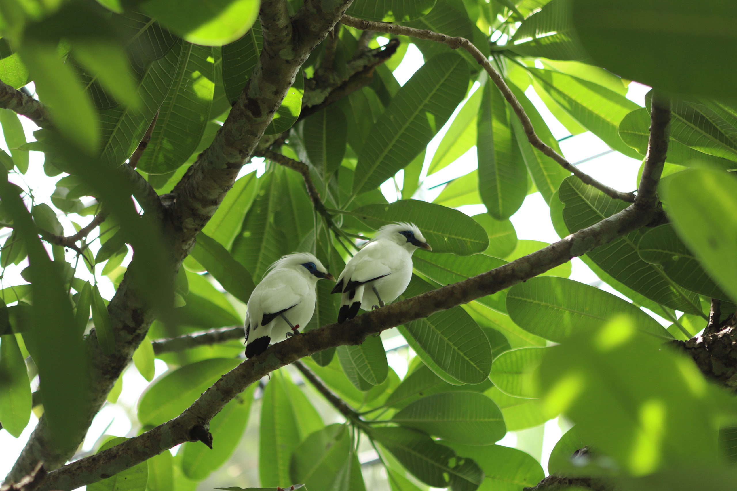 bali starling