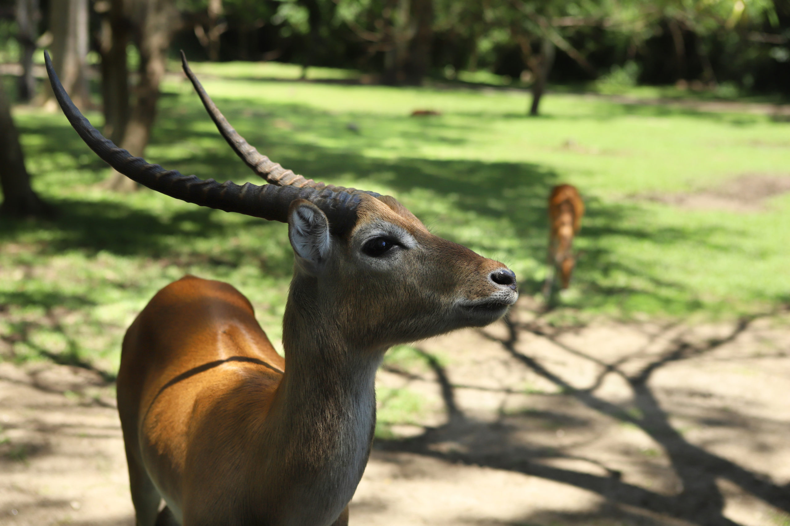 Meet Our Antelopes in 