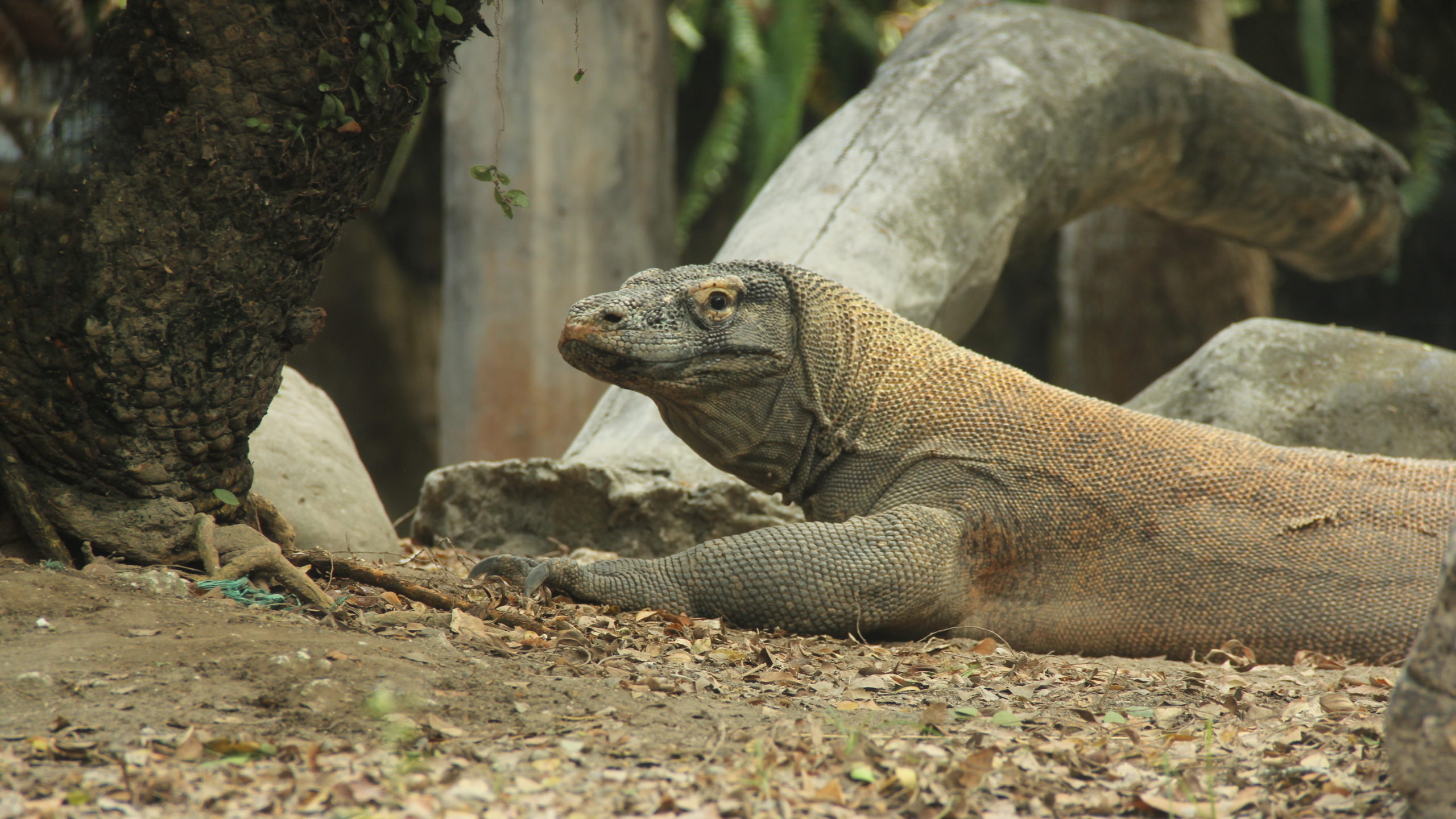 Animal That Lay Eggs In Bali Safari Park - Bali Safari Marine Park