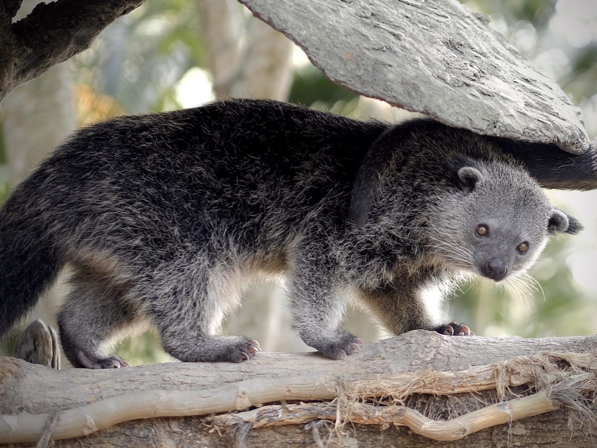 Endemic Animals From Indonesia (Part II) - Taman Safari Bali