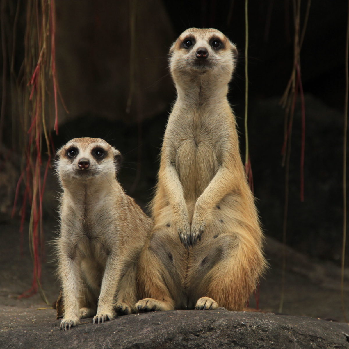 World Meerkat Day - Bali Safari Marine Park World Meerkat Day - Bali Safari Marine Park