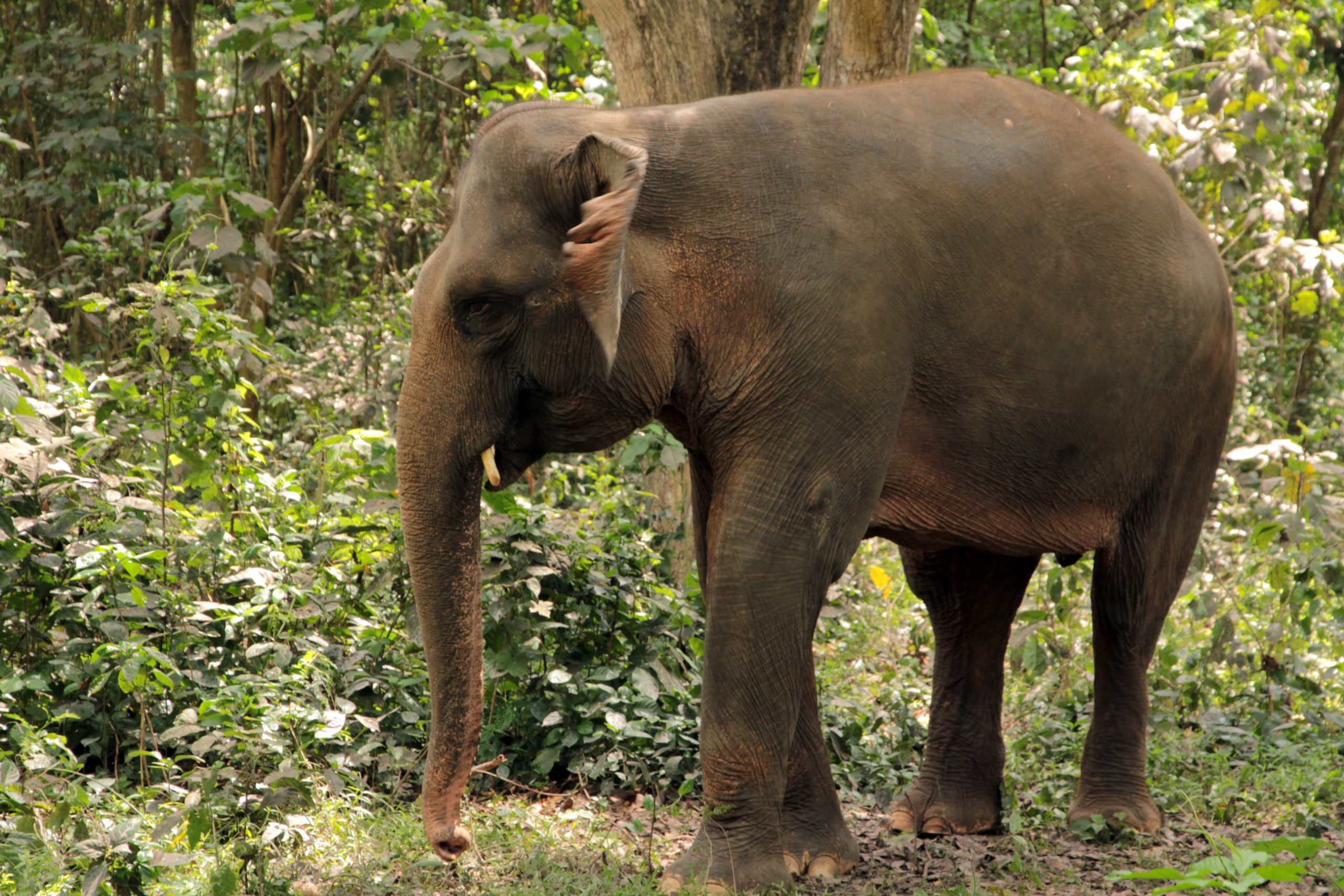 The Sumatran Elephants