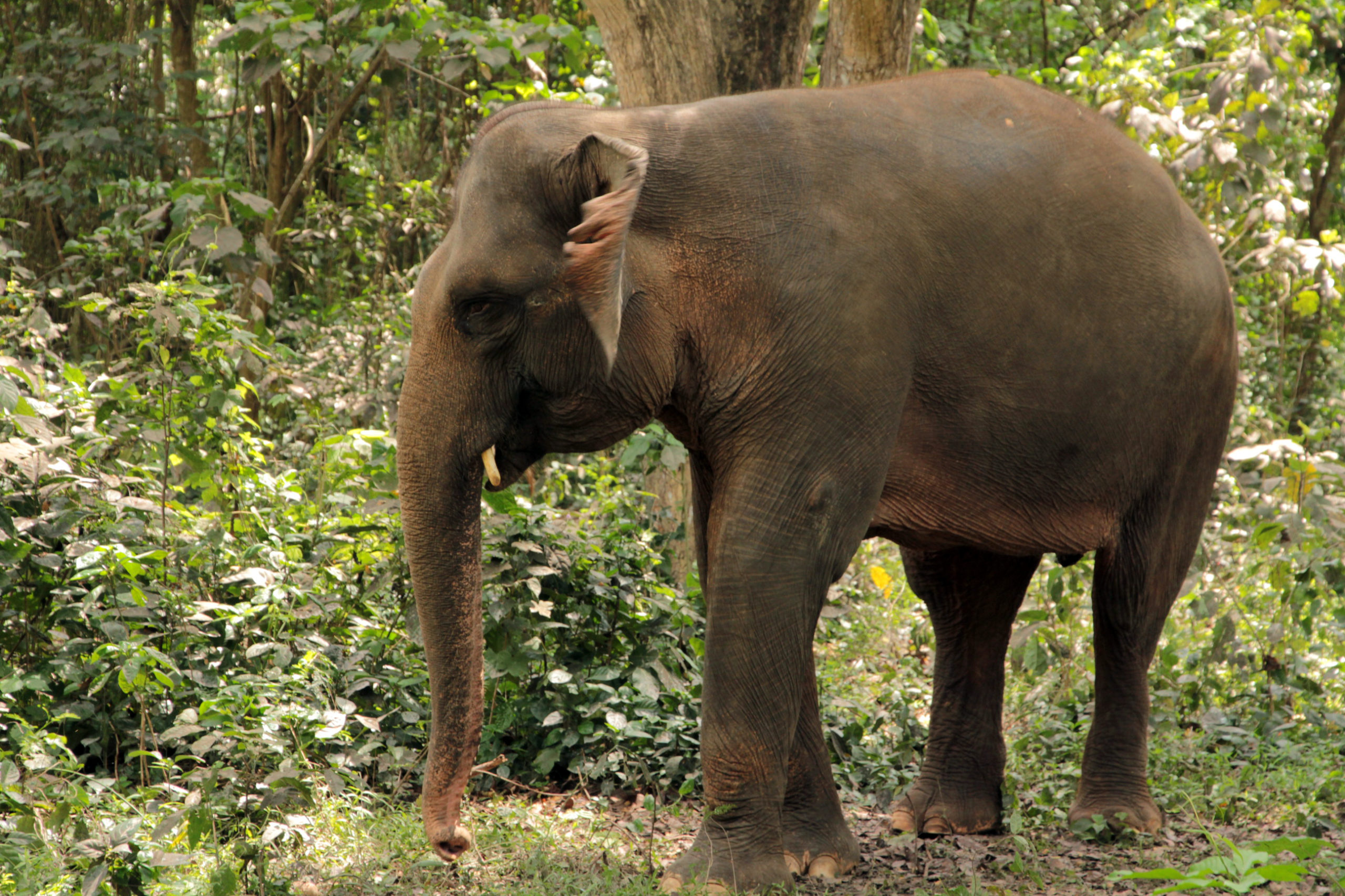 Sumatran Elephant Habitat