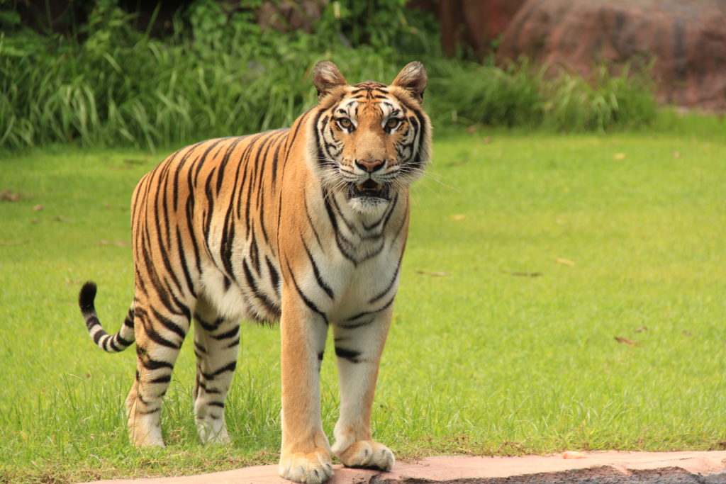 Bengal Tiger: The Power, Beauty and More! - Taman Safari Bali