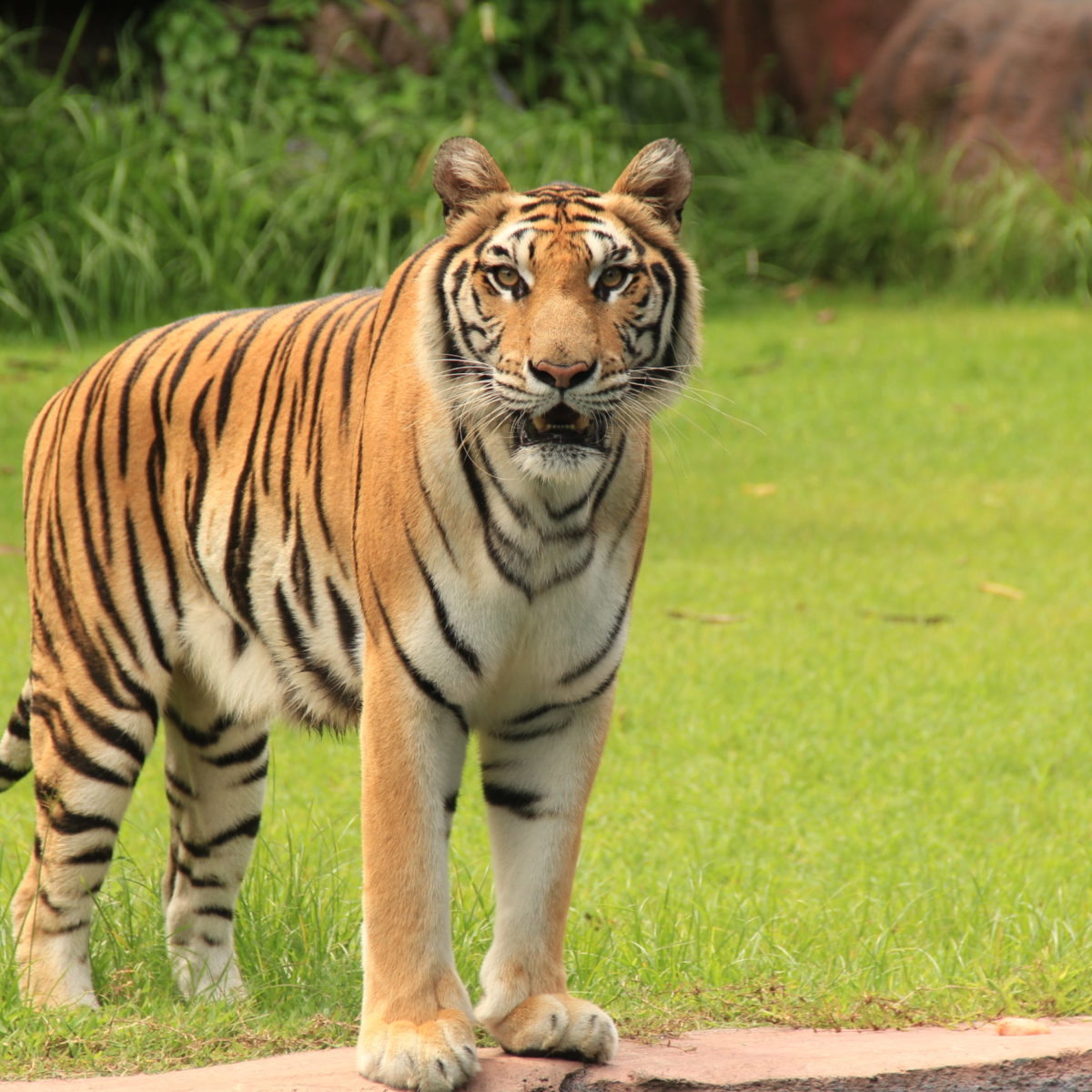 International Tiger Day - Bali Safari Marine Park