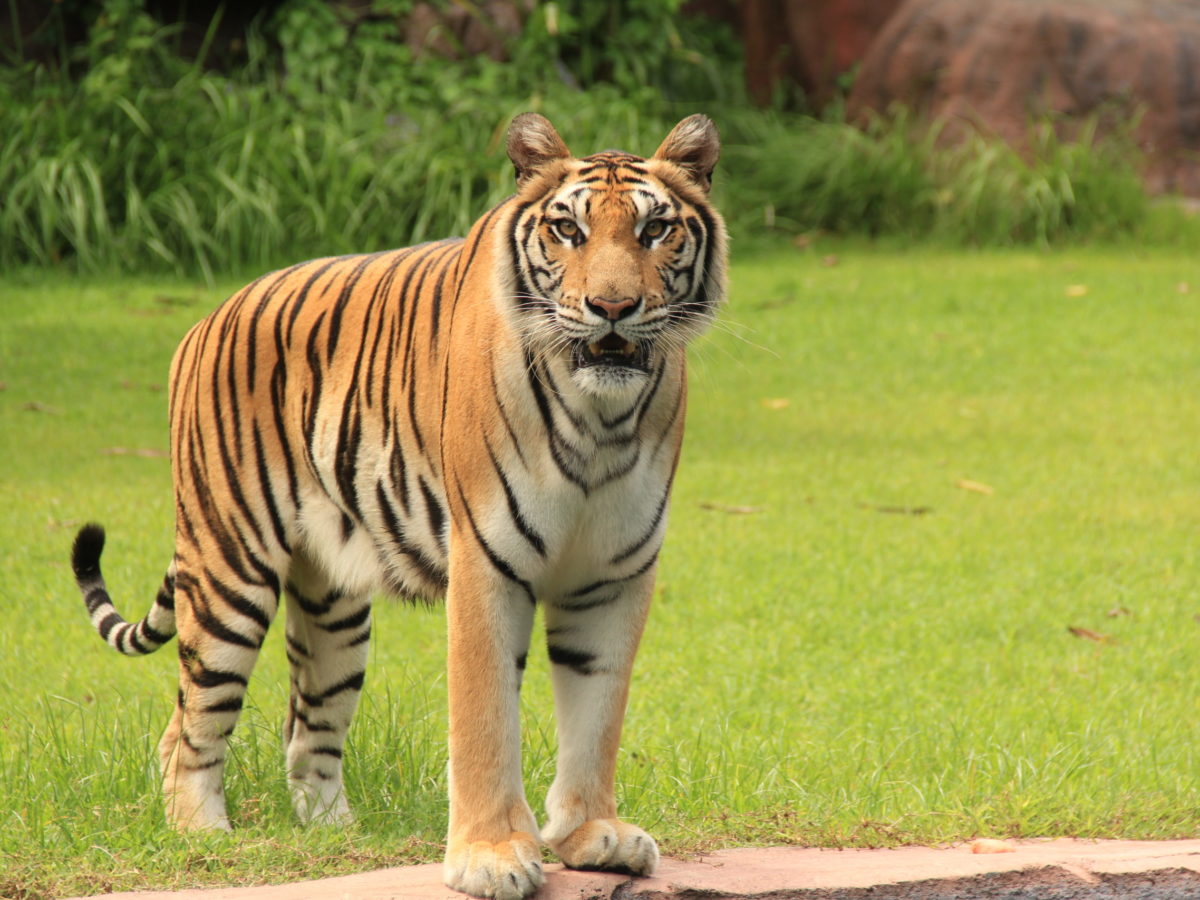 International Tiger Day - Bali Safari Marine Park