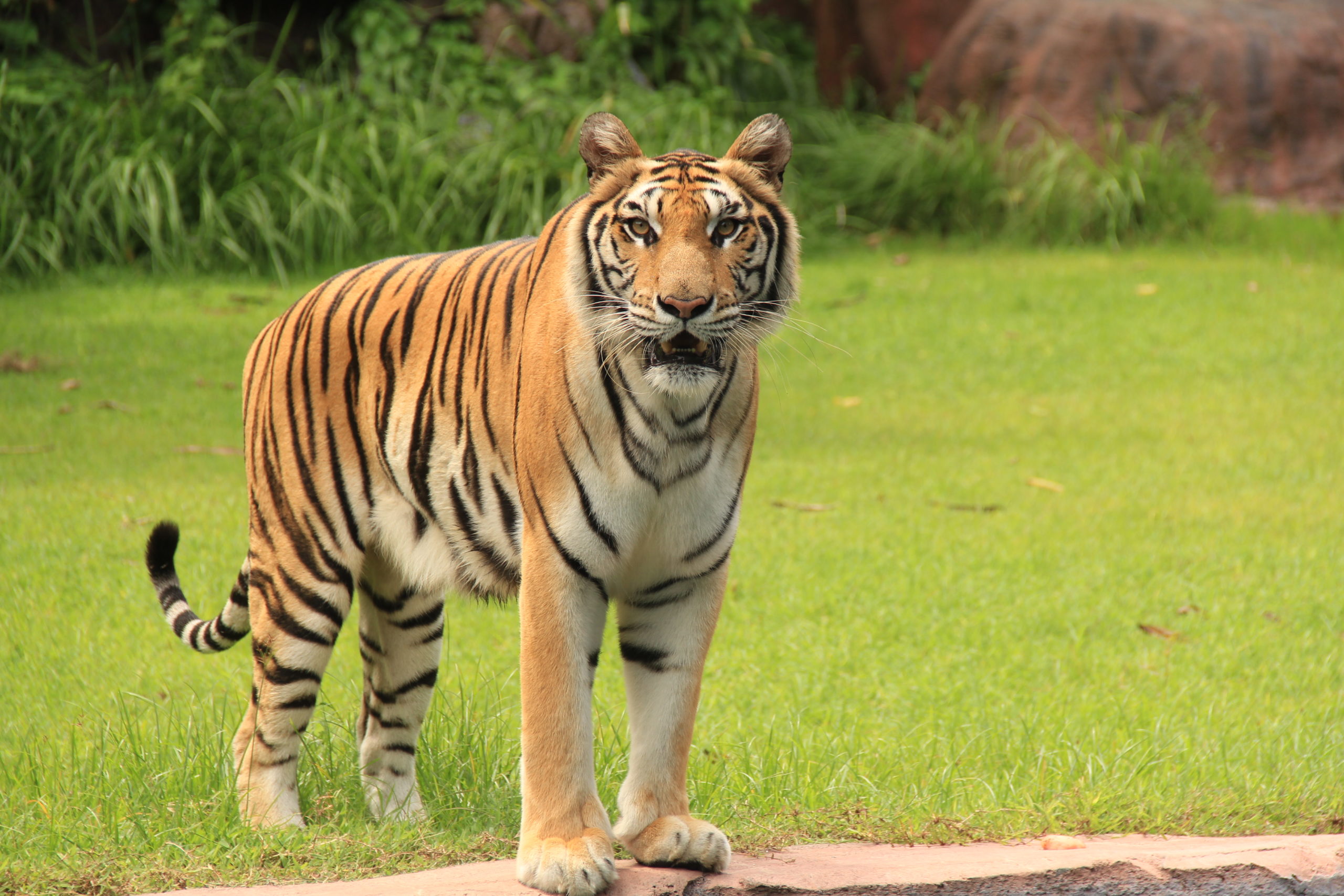 taman safari indonesia harimau