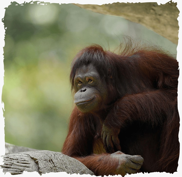 rich result in google SERP about orangutan