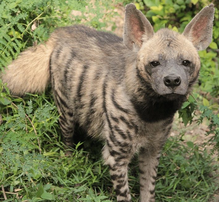 rich result in google search SERP about striped hyena