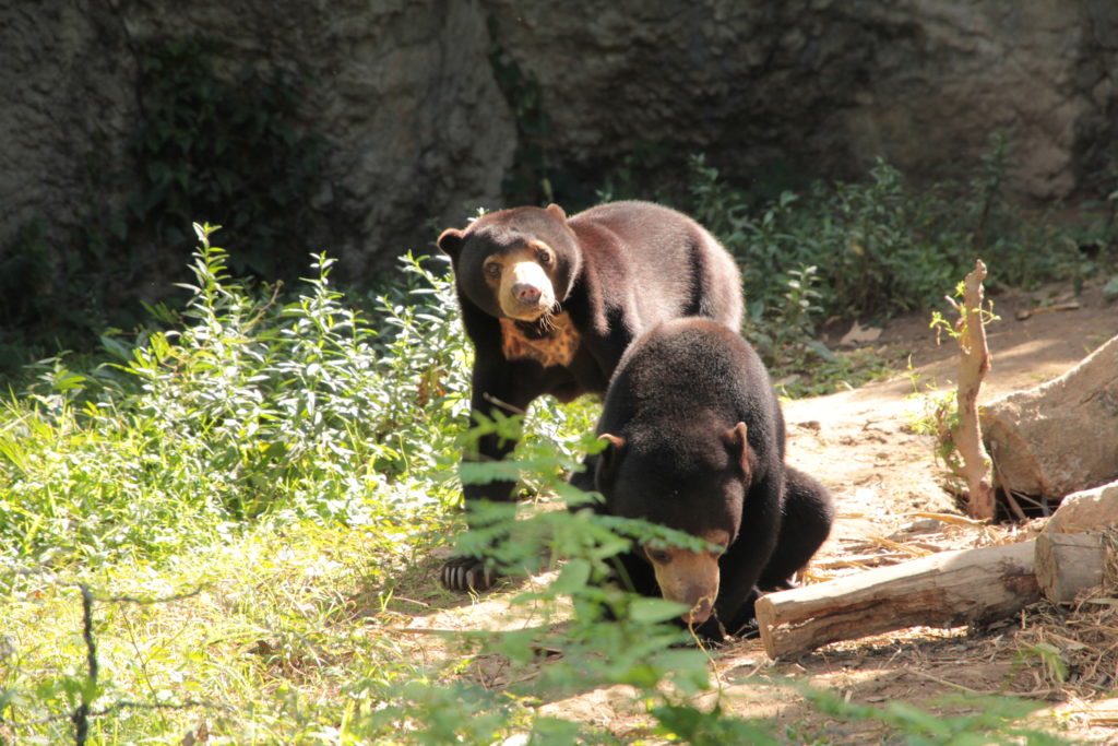 the-sun-bear