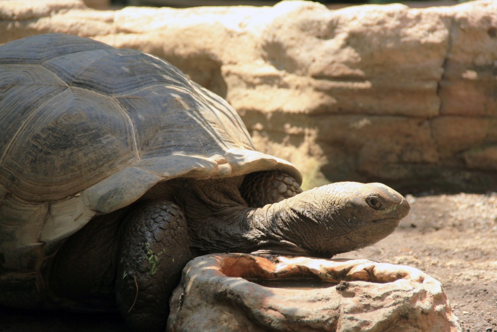 aldabra giant tortoise | Bali Safari Park