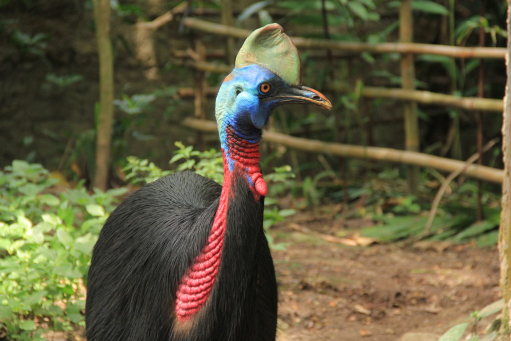 Amazing Facts About Cassowary - Taman Safari Bali