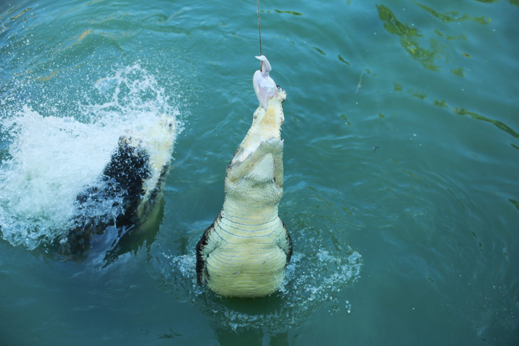 top up croc feeding at Bali Safari Park
