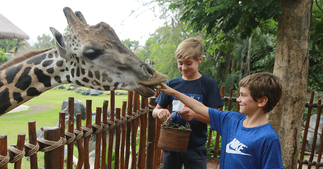 top-up-giraffe-feeding