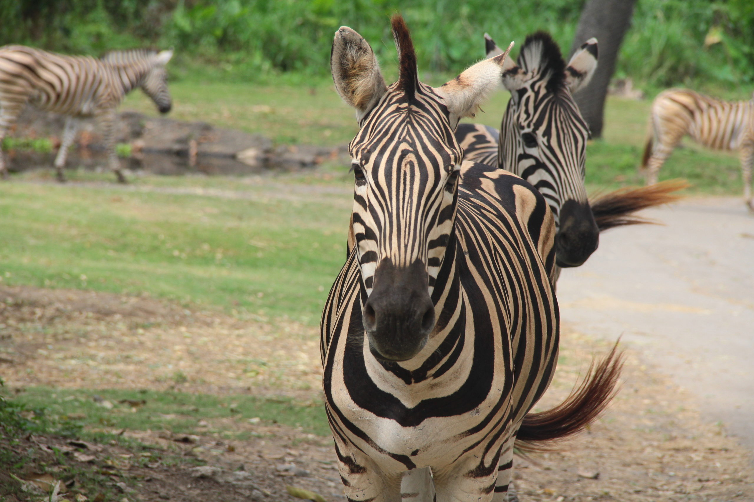 zebra-bali-safari-the-herbivores-animal