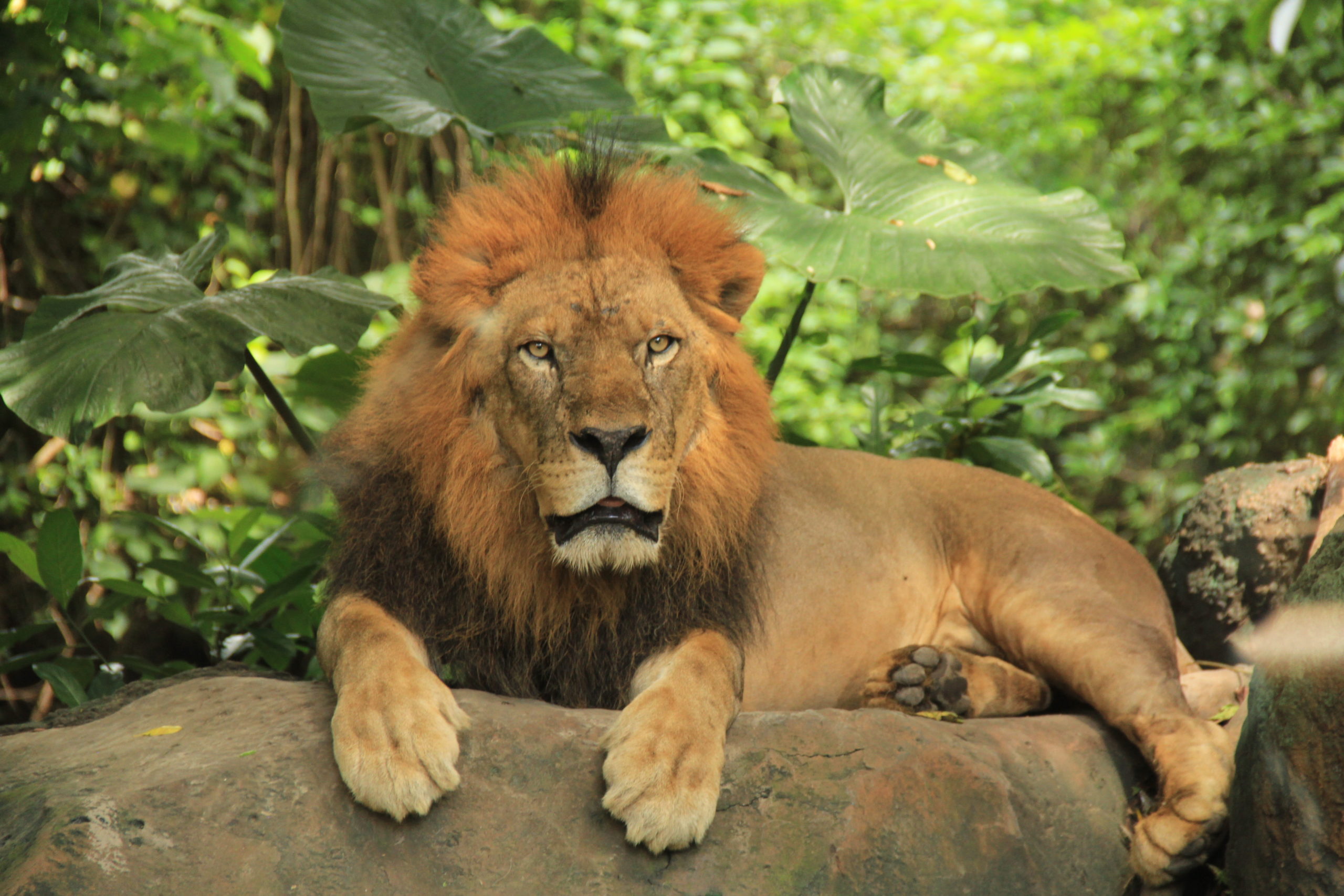 True or False about the Lion - Bali Safari Marine Park True or False about the Lion - Bali Safari Marine Park