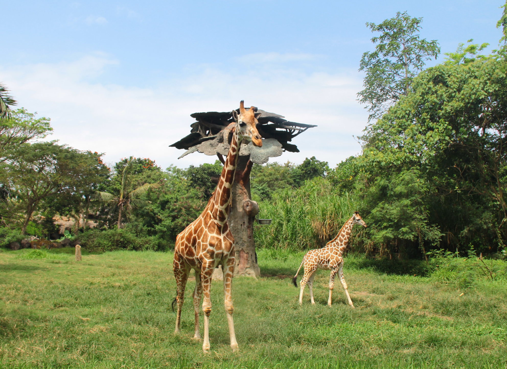 giraffe-bali-safari