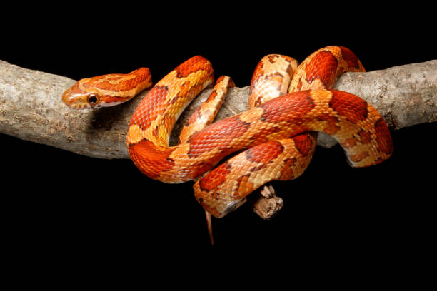 Mengenal si Cantik Corn Snake atau Ular Jagung - Bali Safari Marine Park