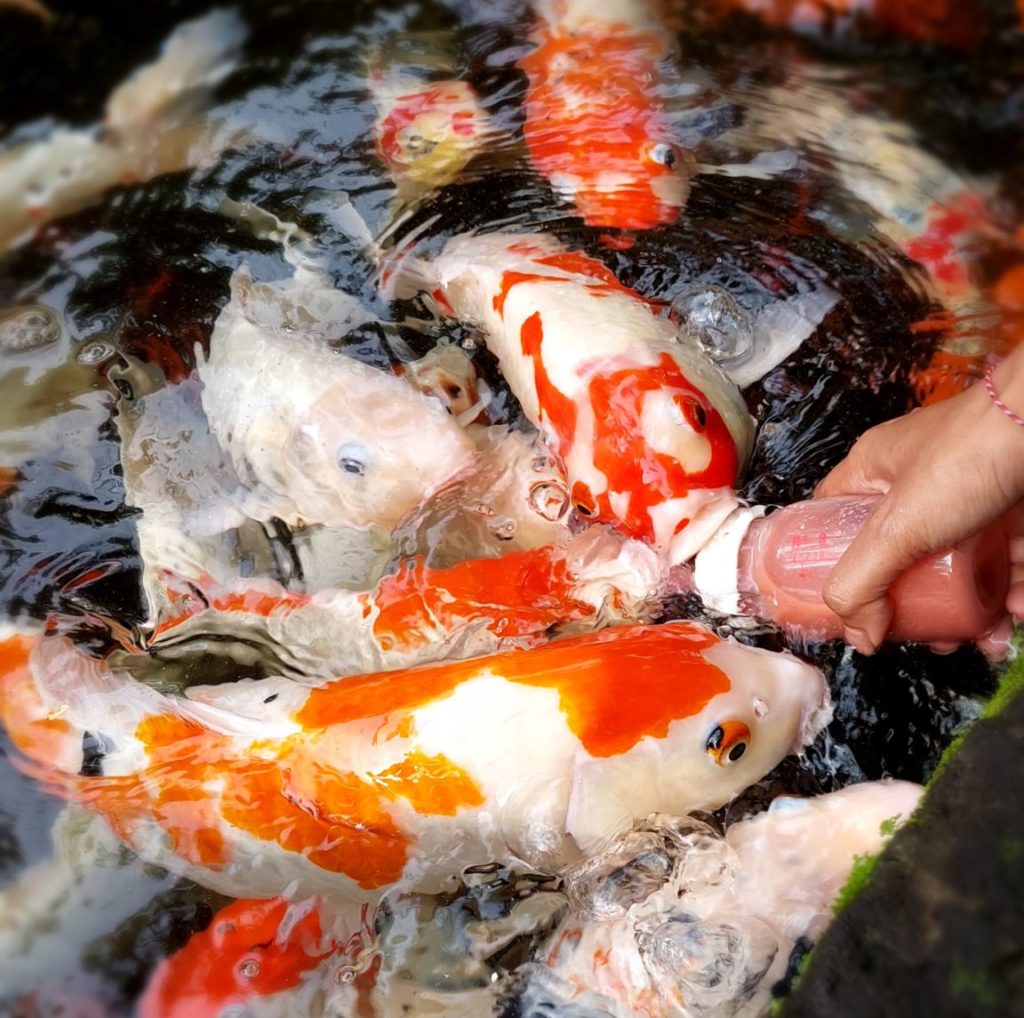 the-koi