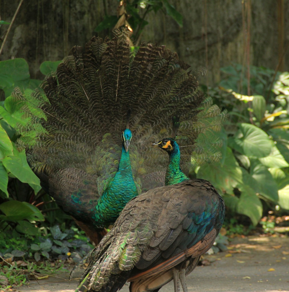 Get to know Green Peacock - Bali Safari Marine Park