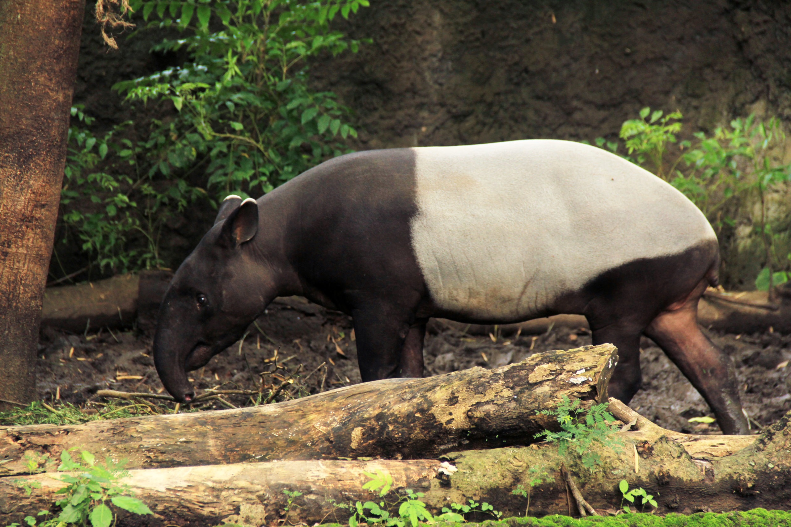 Tapir malayan