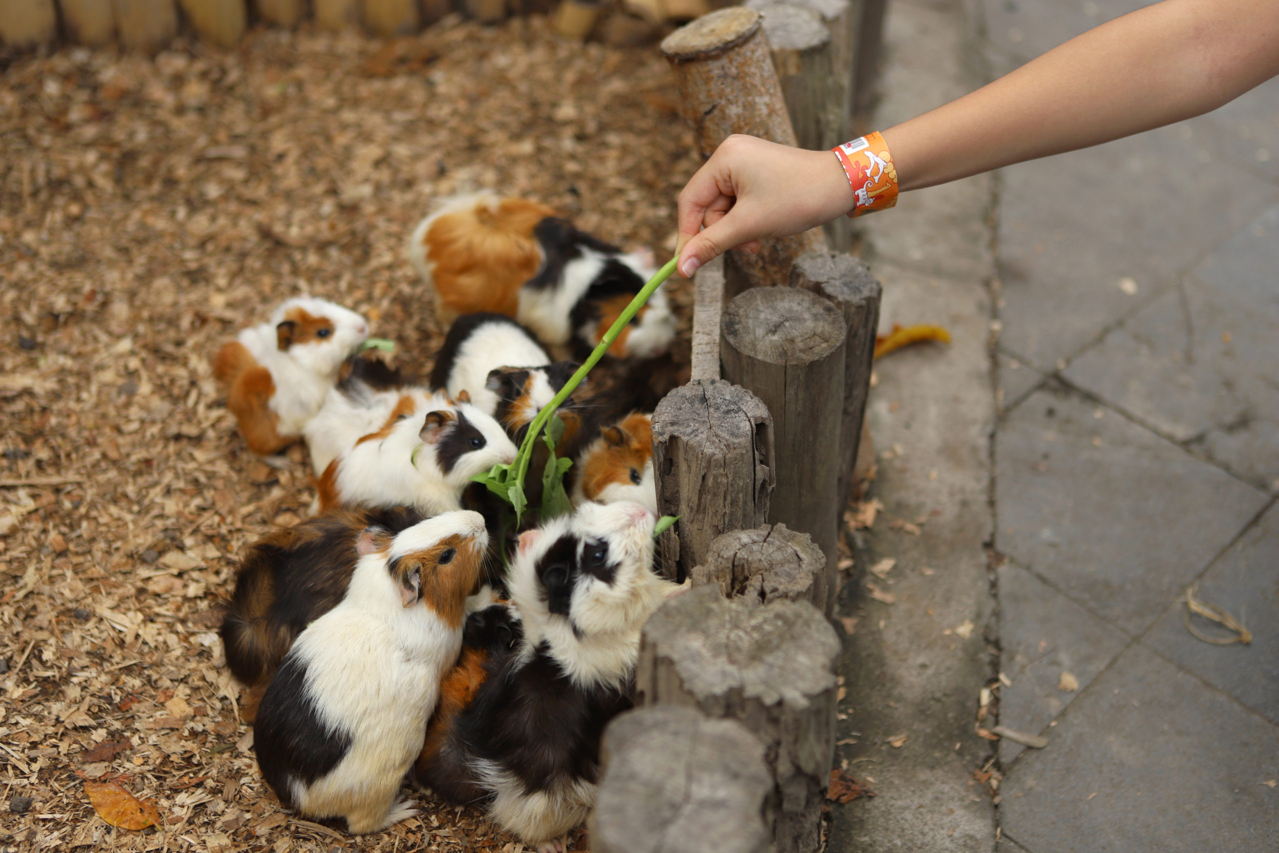 petting zoo bali safari