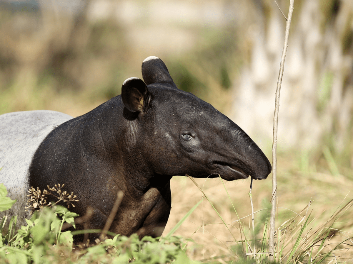 Tapir malayan Malayan tapirs