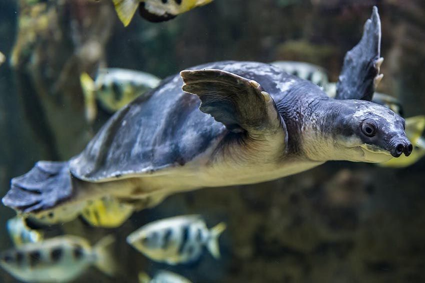 Meet pignose turtle at bali safari