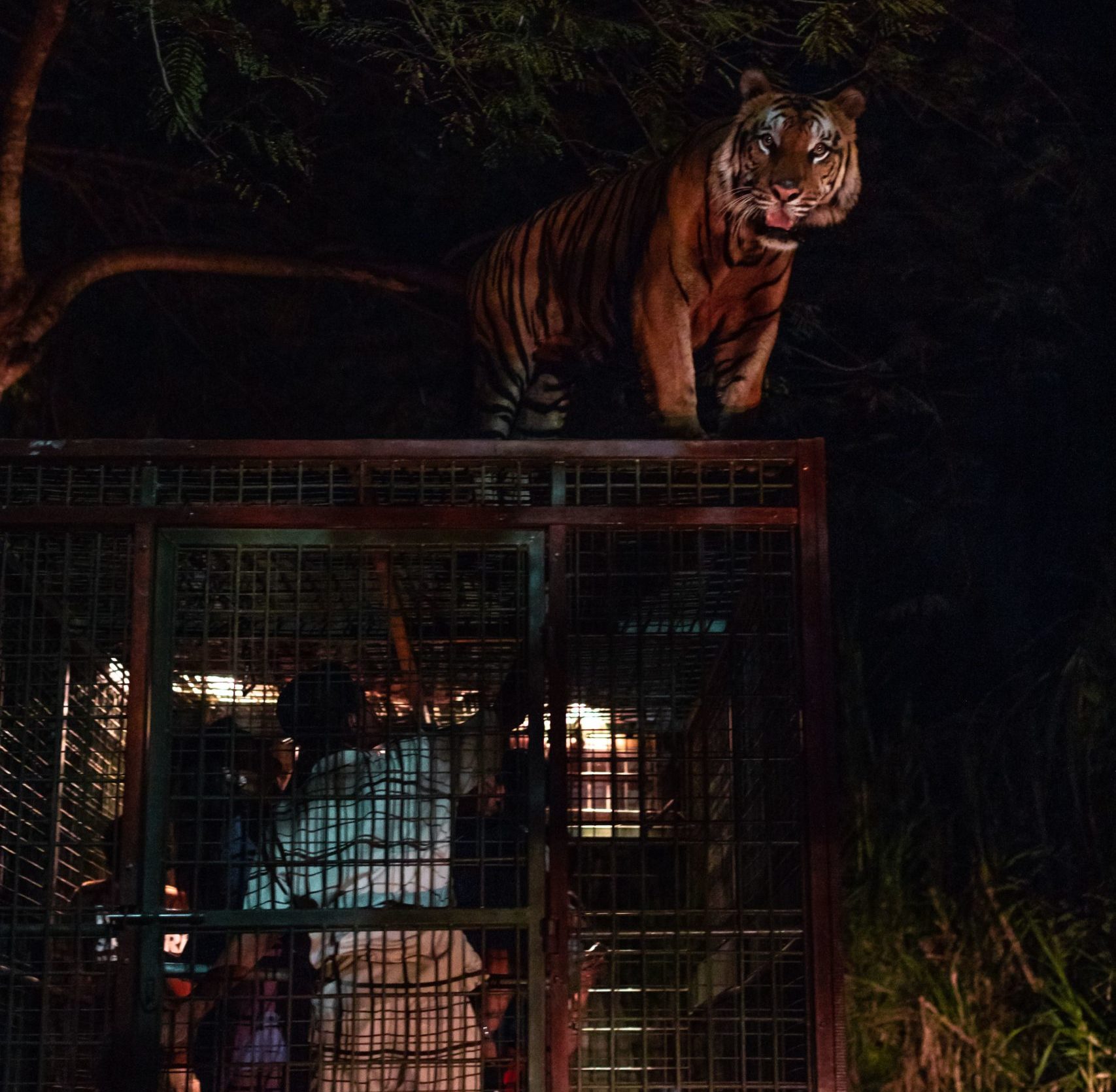 night safari animal feeding