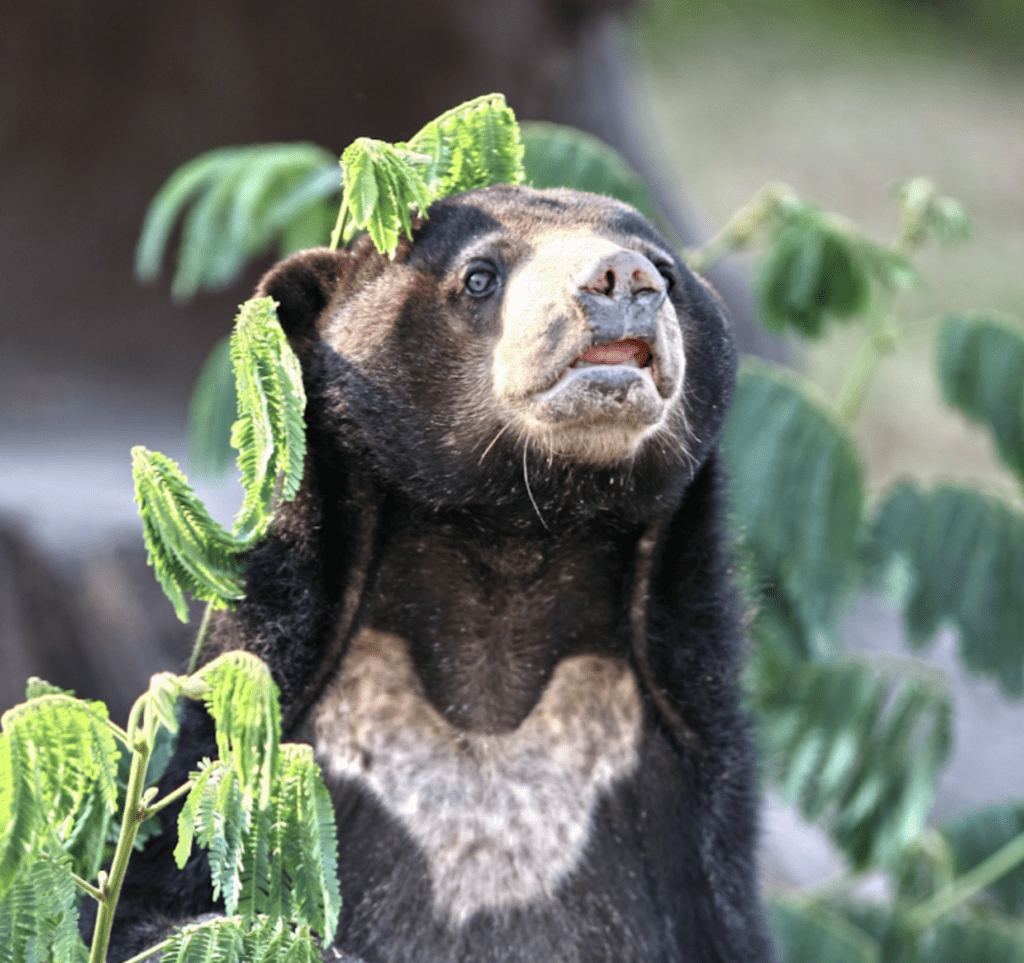 sun-bear-safari