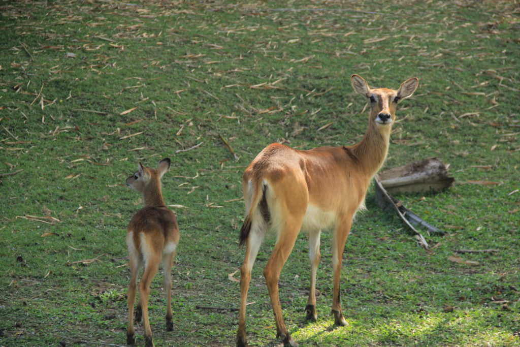 rusa-jawa-Bali-Safari-Park