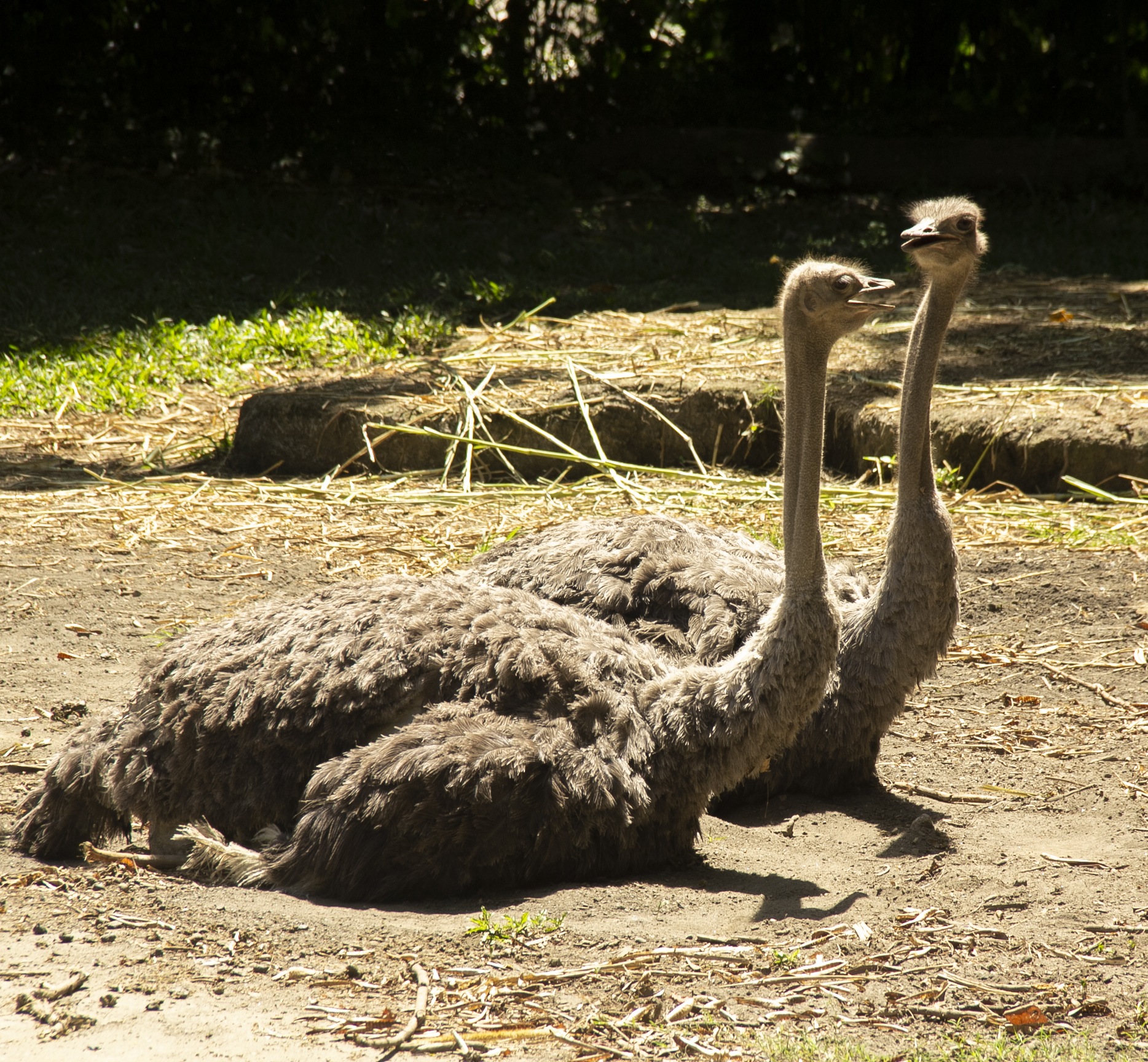 Ostrich or Cassowary? - Bali Safari Marine Park
