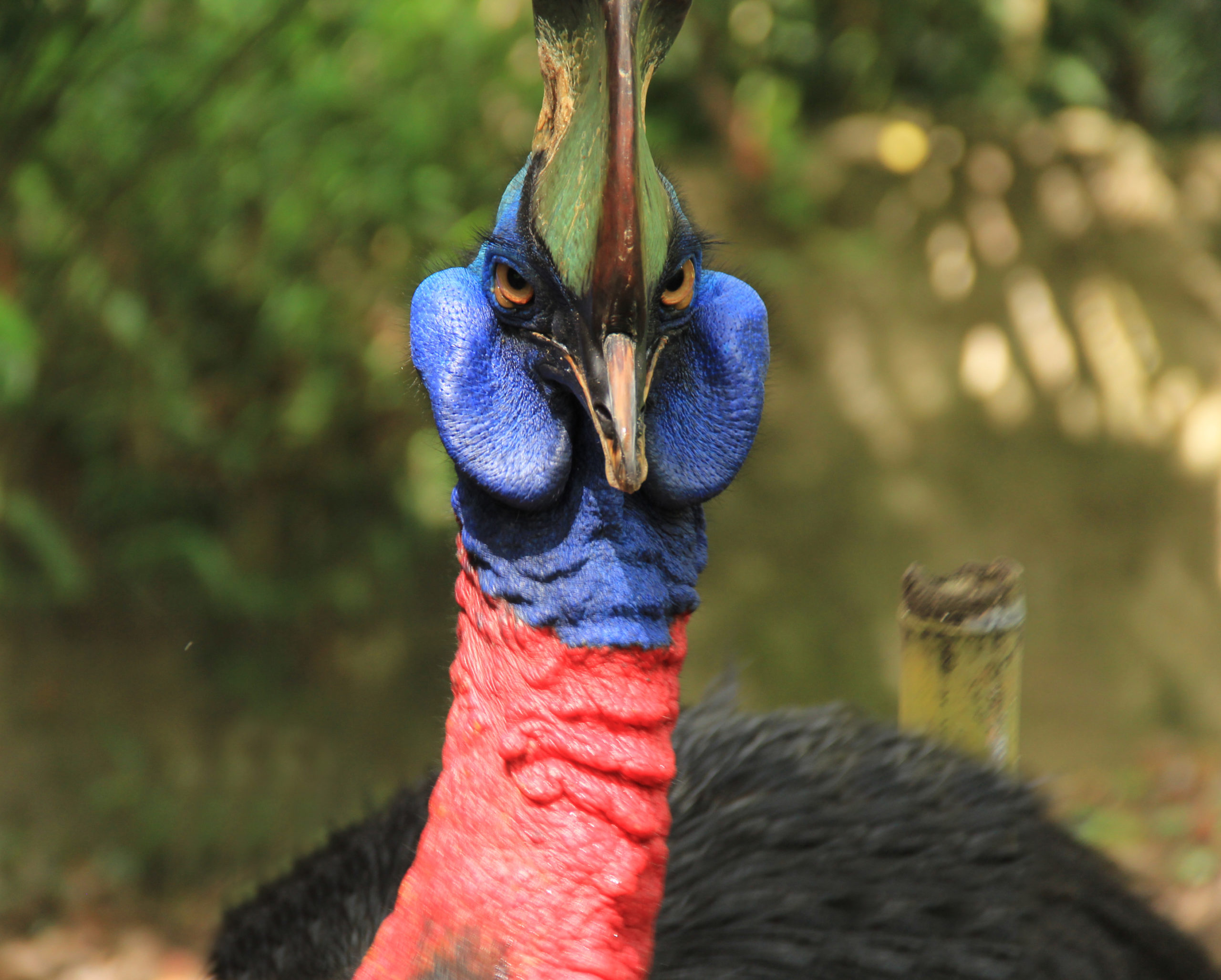 Cassowary Vs Ostrich