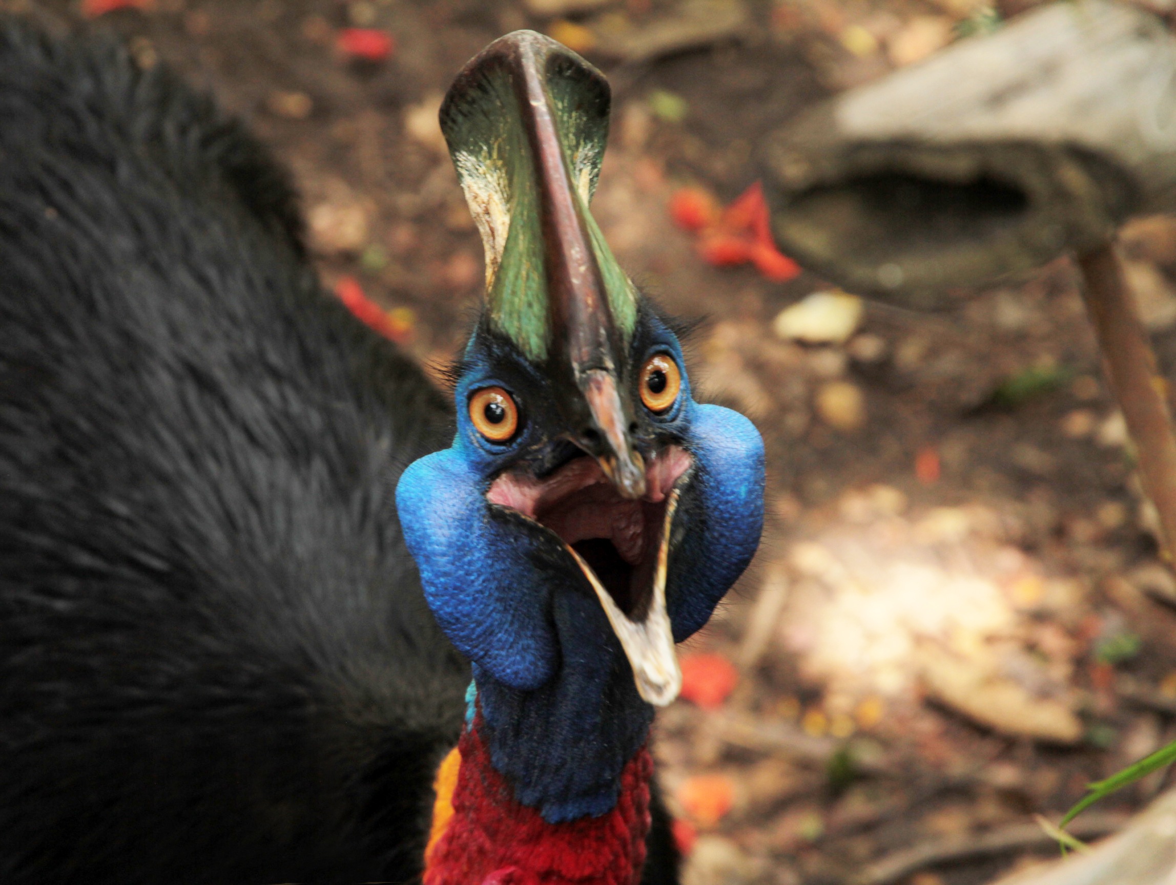 cassowary-bali-safari