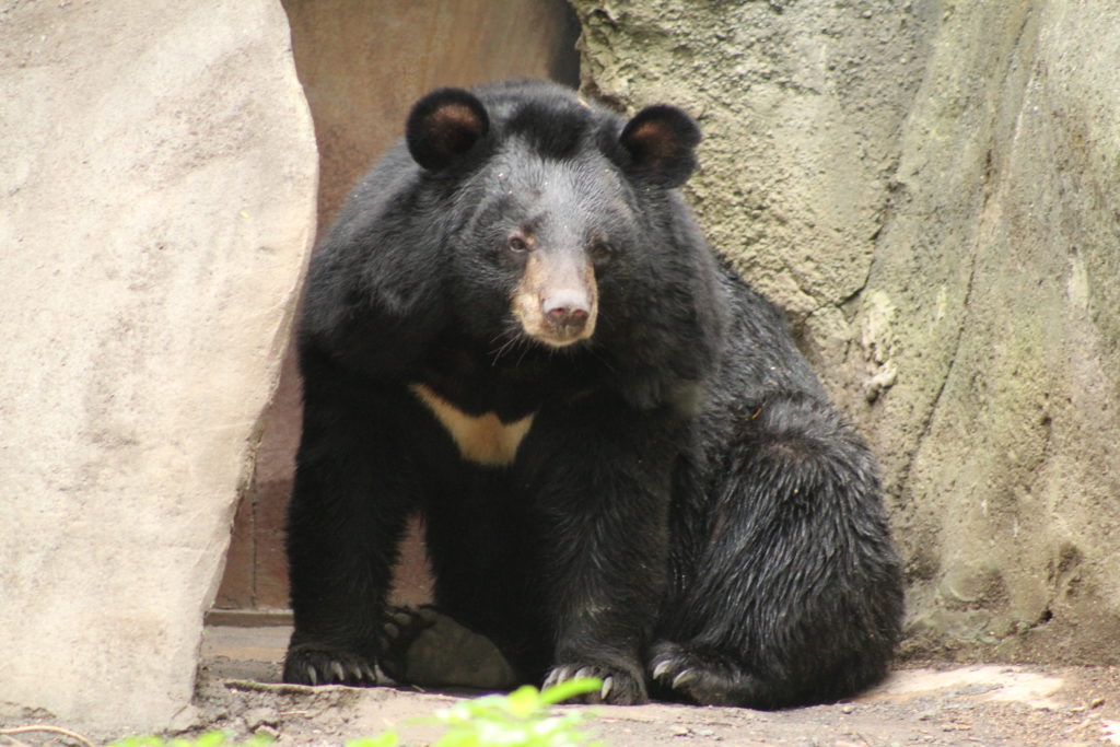 himalayan-bear-bali-safari